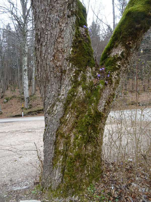 L''acero di Cei - Villalagarina (TN)